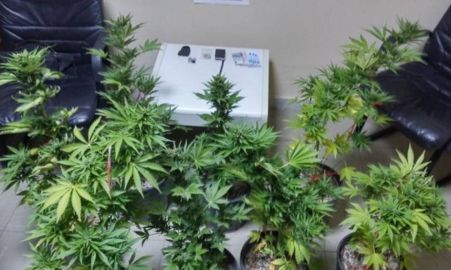 Καλαμάτα: Σύλληψη 49χρονου και κατάσχεση 60 δενδρυλλίων κάνναβης
