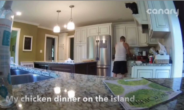 Γάτα προσγειώνεται στο πιάτο ... για ποιο λόγο είπαμε; (video)