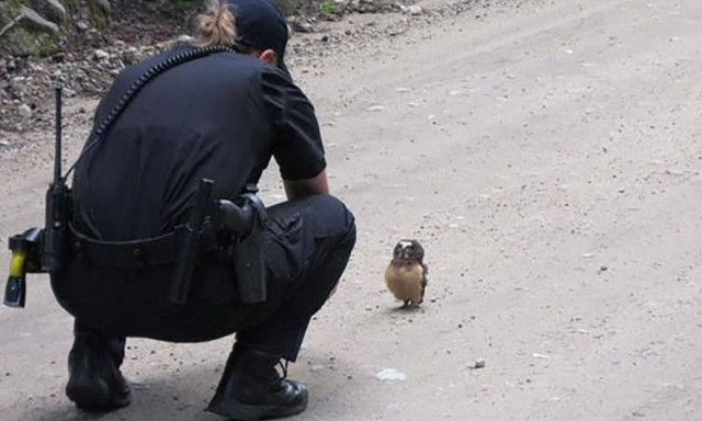 Η μικρή κουκουβάγια που έγινε viral (video)