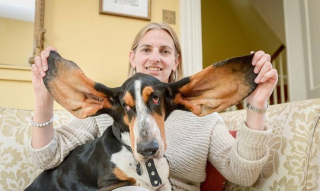 Ο σκύλος που πήδηξε από τον 3ο όροφο και τον έσωσαν τα αυτιά του