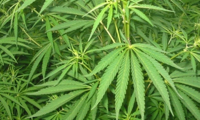 Κεφαλονιά: Συνελήφθη 36χρονος που καλλιεργούσε 143 δενδρύλλια ινδικής κάνναβης