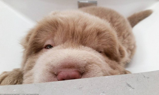 Το κουτάβι... «αρκούδι» που λάτρεψε το Ίντερνετ – Δείτε φωτό και βίντεο