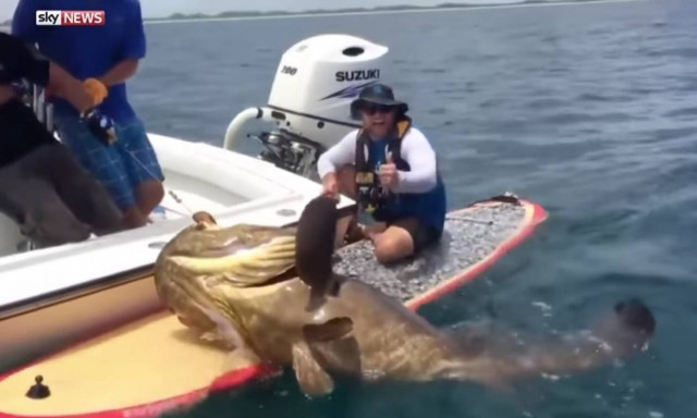 Απίστευτο: Ψάρεψε με καλάμι πελώρια σφυρίδα (video)