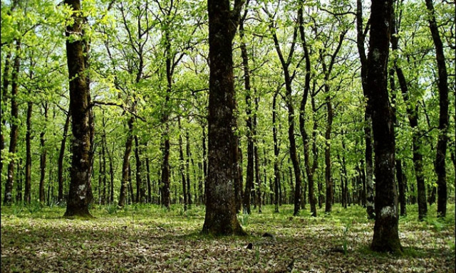 Απαγόρευση κυκλοφορίας σε ευαίσθητες και δασικές περιοχές στο Ρέθυμνο