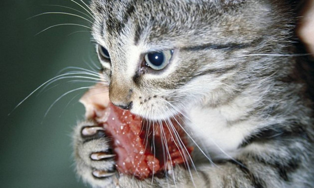 Πήρε την Άμεση Δράση για να συλλάβουν τη γάτα που του έφαγε το μπέικον