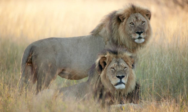 Ζει ο Tζέρικο; Φαίνεται πως ναι και μάλιστα κόβει βόλτες με μια λιονταρίνα