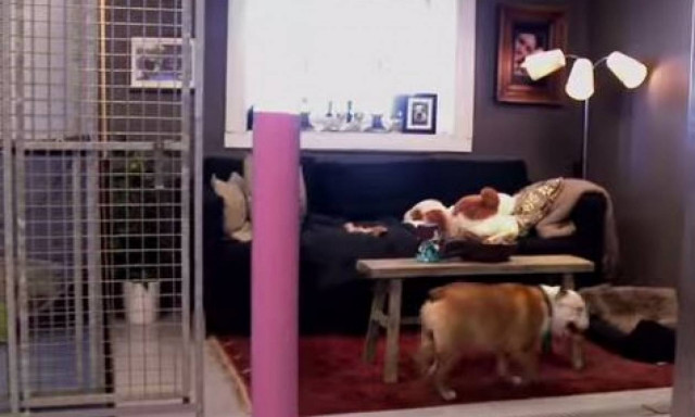 Μέχρι πού μπορεί να φτάσει κάποιος που λατρεύει τον σκύλο του (video)