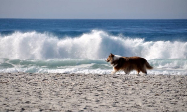 Αλαλούμ με τα ζώα στις παραλίες, άφαντο το λιμενικό...