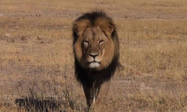 Ζιμπάμπουε: Αναβολή της δίκης διοργανωτή σαφάρι για τον φόνο του Σεσίλ