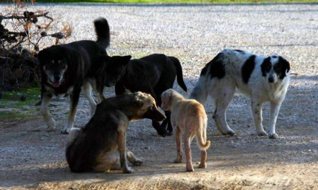 Περιφερόταν στην πόλη της Κομοτηνής σαν σκελετός που ανασαίνει… (Προσοχή σκληρές εικόνες)
