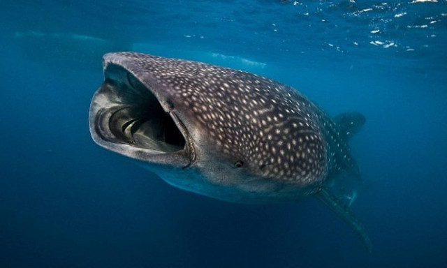 Σοκαριστικό βίντεο! Σφάζουν φάλαινα, ενώ είναι ακόμα ζωντανή