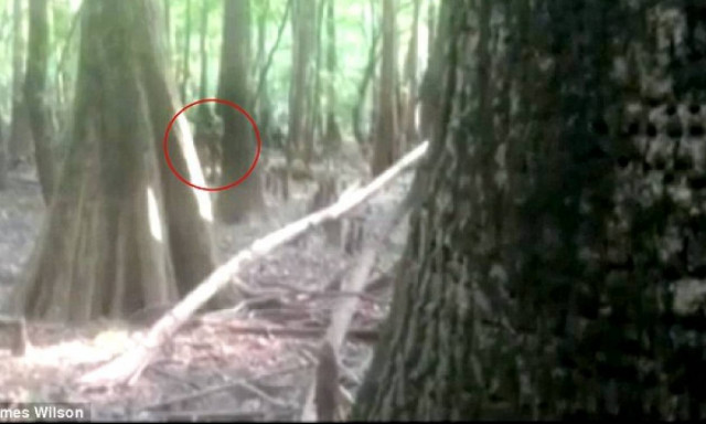 Επέστρεψε ο άνθρωπος – σαύρα; Νέες φωτογραφίες από το μυστηριώδες πλάσμα! (photo)