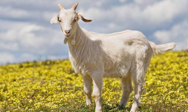 Ηλεία: Κατσίκα…έκλεψε την παράσταση στο θέατρο Φλόκα στην Ολυμπία!