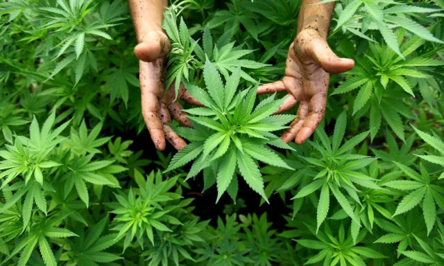 Ανήλικος είχε στην κατοχή του 10 κιλά ακατέργαστης κάνναβης