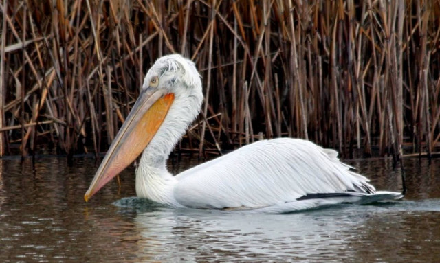Ιωάννινα: Απειλή για τους αργυροπελεκάνους τα καλώδια της ΔΕΗ