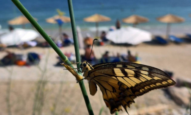 Δεκαπενταύγουστος στην Αθήνα: Ο πλήρης οδηγός επιβίωσης