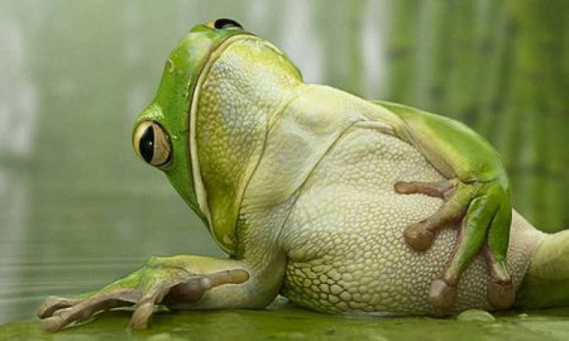 Κάτι σκοτώνει τα βατραχάκια όλου του πλανήτη, δυστυχώς!