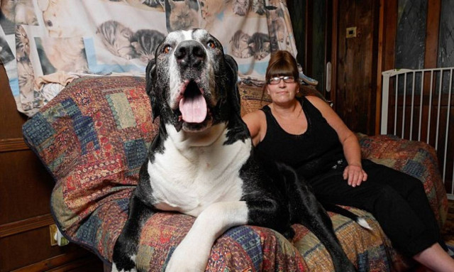 Πήραν ένα μικροσκοπικό τεριέ – Τους προέκυψε ένας γίγαντας 100 κιλών (video & pics)