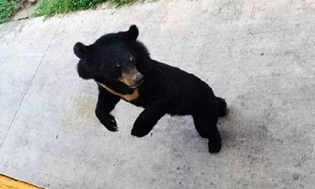 Τίγρεις κατασπαράζουν αρκουδάκι μέσα σε ζωολογικό κήπο (video)