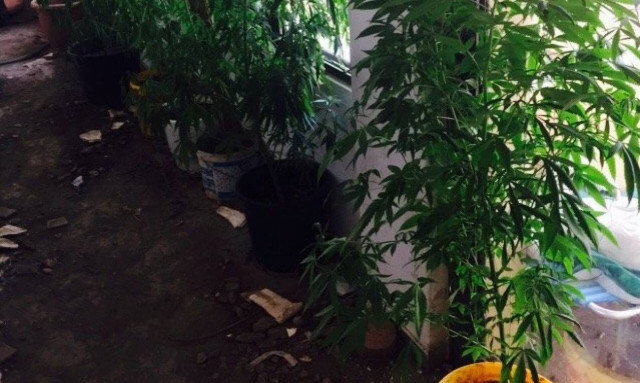 Χαλκίδα: Εντοπίστηκε φυτεία κάνναβης σε οικοδομή - Συνελήφθησαν οι καλλιεργητές (photos)