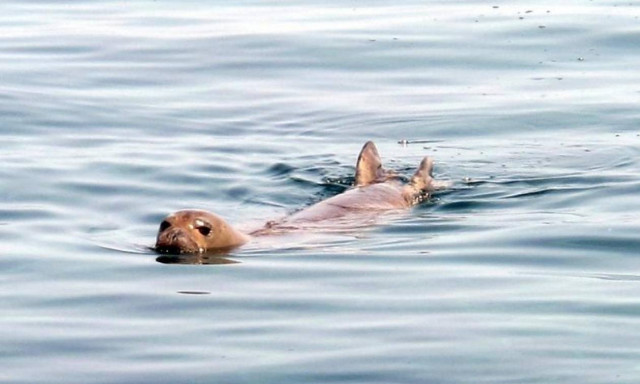 Κύπρος: Η μεσογειακή φώκια εμφανίστηκε σε παραλίες της Λεμεσού (photos)