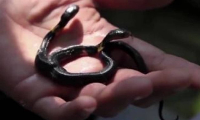 Πόσο πιο τρομακτική; Δικέφαλη κόμπρα γεννήθηκε στην Κίνα – Παλεύουν μεταξύ τους τα κεφάλια! (video)