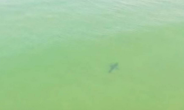 Σέρφερς φλερτάρουν με καρχαρίες και δεν έχουν ιδέα... (video)