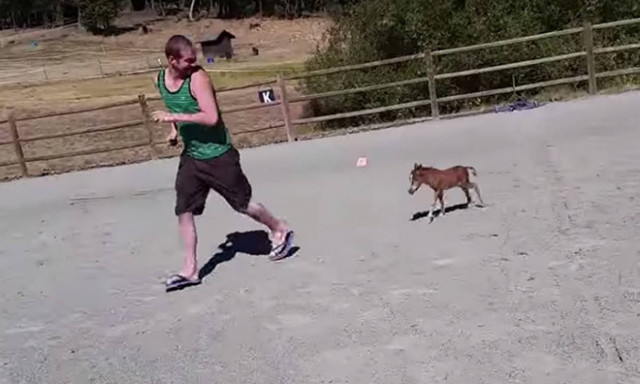 Μικροσκοπικό αλογάκι κυνηγά τον «γίγαντα» ιδιοκτήτη του! (video)