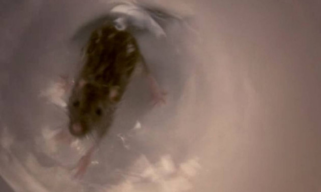 Μετά από αυτό το βίντεο δεν θα ξαναφήσετε το καπάκι της τουαλέτας σηκωμένο!