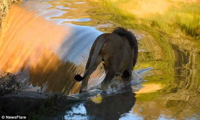 Λιοντάρι ή μια ακόμα βρεγμένη γάτα; (video)