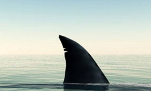 Λεμεσός: Αναστάτωση μετά από πληροφορίες για καρχαρίες