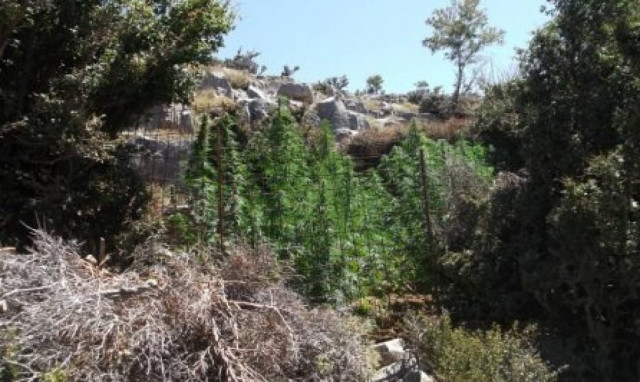 Ρέθυμνο: Η ΕΛ.ΑΣ. «θέρισε» 17 φυτείες με 1.751 δενδρύλλια κάνναβης
