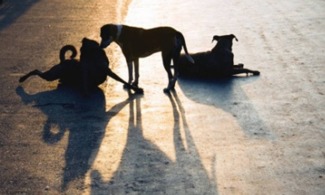 Χανιά: Αδέσποτο έσωσε 25χρονη Βρετανή από σεξουαλική παρενόχληση και εκείνη το υιοθέτησε