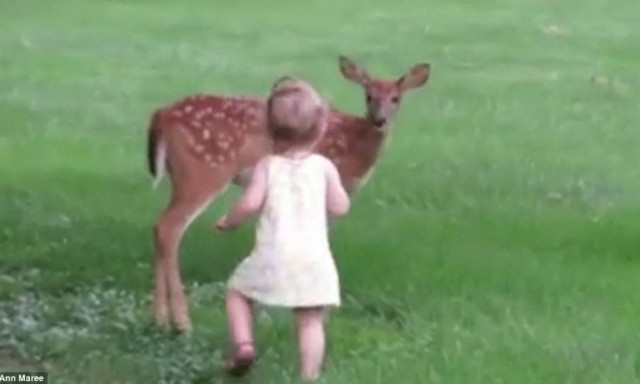 Η επιμονή της ανταμείφθηκε: Τελικά το χάιδεψε το ελαφάκι η μικρή… (video & photos)