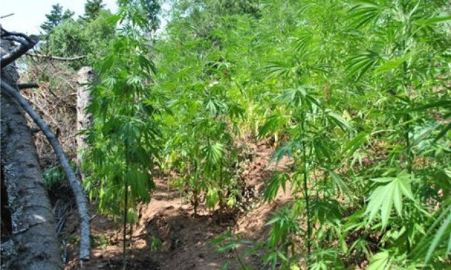 Αναζητείται 56χρονος που καλλιεργούσε 338 δενδρύλλια