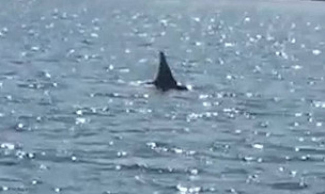 Πολυμήχανη φώκια ξεγελά τους θηρευτές της – Δείτε τι κάνει (video)