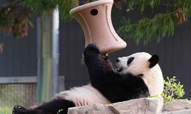 Πάντα... τέτοια στον ζωολογικό κήπο της Ουάσινγκτον (photos&video)