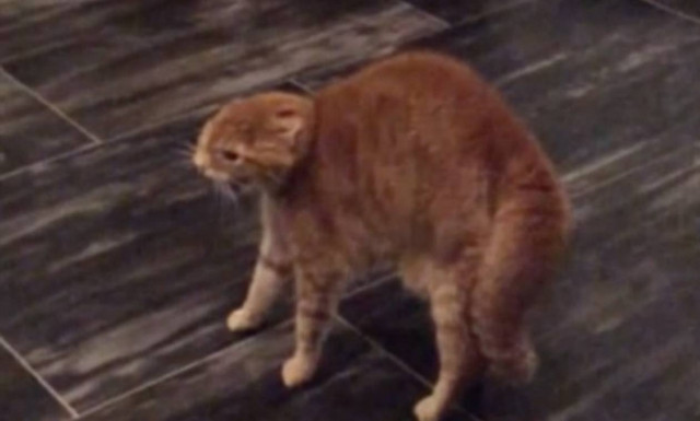 Γάτα έτοιμη για όλα - Η φάρσα που την εξαγρίωσε (video)