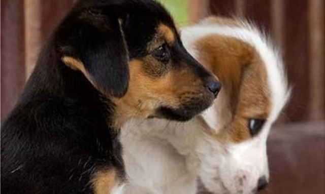 Πάτρα: Ζητείται στέγη για τον Σταθμό Μέριμνας Ζώων