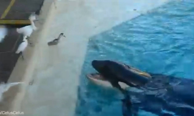 Φάλαινα - όρκα σε ρεσιτάλ επιδεξιότητας: Δείτε τι κάνει για να ξεγελάσει το θύμα της (video)