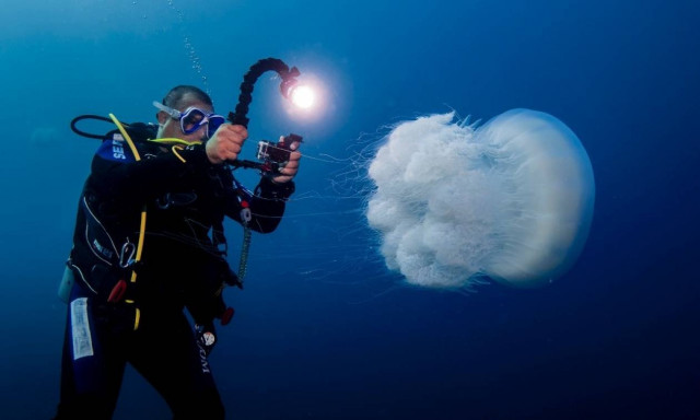 Η επέλαση των μεδουσών (video & pics)