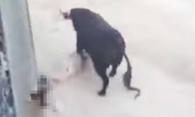 Σοκ: Ταύρος τραυματίζει θανάσιμα με τα κέρατά του 60χρονο στην καρδιά (video)