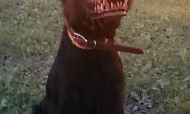 Κάτι τρέχει μ’ αυτό το σκύλο – Και δεν είναι αυτό που φαίνεται… (photo)