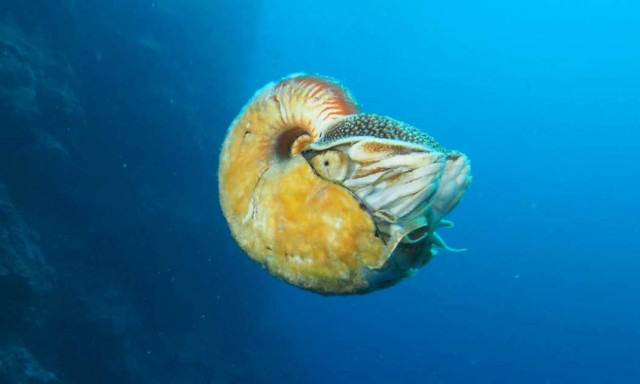 Αυτό είναι το σπανιότερο πλάσμα στον κόσμο (video)