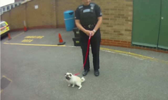 Η αντίδραση ενός κλεμμένου σκύλου όταν επιστρέφεται στην ιδιοκτήτρια του (video)