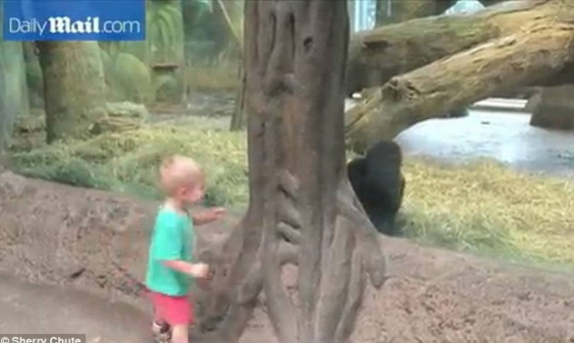 Τα παιδία παίζει – Αγοράκια και γοριλάκι σε στιγμές ξέφρενου παιχνιδιού (video)