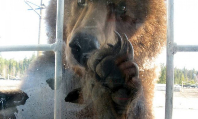 Η απρόσμενη αντίδραση Αμερικανού όταν έπιασε στα πράσα μια... αρκούδα στην κουζίνα του! (video)