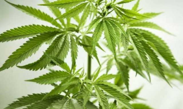 Καλλιέργεια και εμπορία βιομηχανικής κάνναβης στην Κύπρο