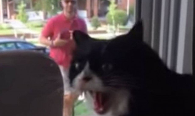 Γάτα ουρλιάζει… αηδιασμένη όταν φέρνουν σπίτι έναν σκύλο! (video)