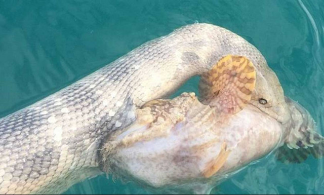 Θαλάσσιο φίδι κόντρα στο πιο δηλητηριώδες ψάρι στον κόσμο (photos+video)